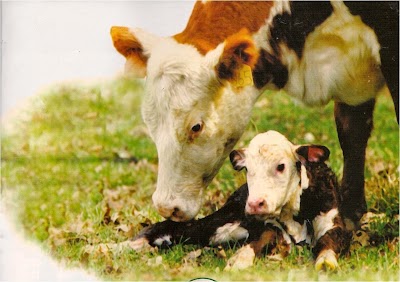 veterinary-care