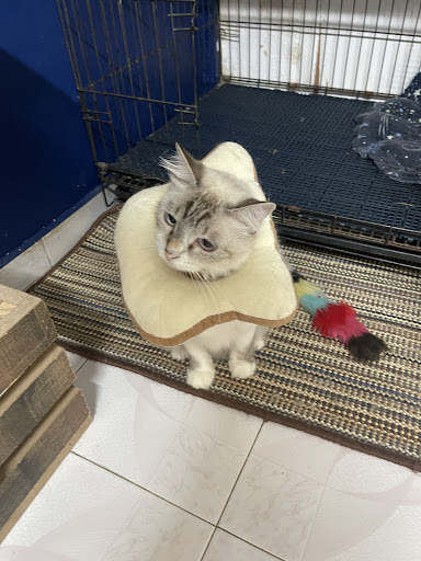 Catstronaut hotel