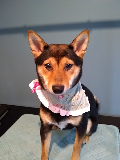 Nonnie's Pet Grooming - Thumbnail