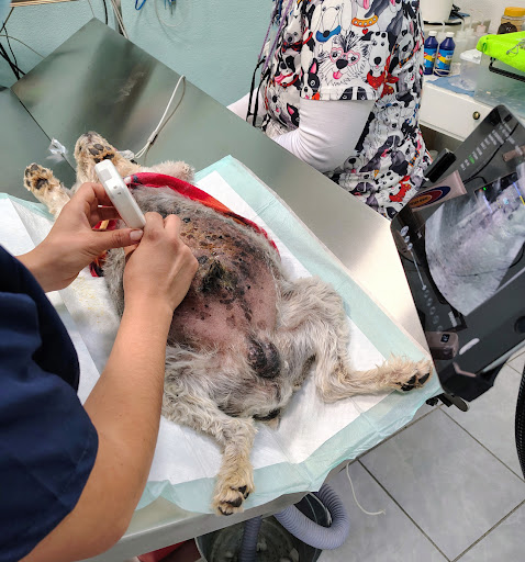 Centro Veterinario Xolotl