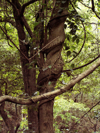 Minnamurra Office - NSW National Parks and Wildlife Service - Thumbnail