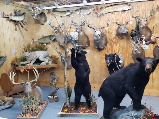 Animal Art Taxidermy Studio - Thumbnail