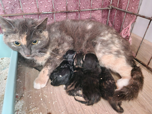 Les Petits compagnons d'Oméga - Thumbnail