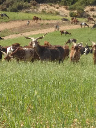 Photo n°15 de Brousse du Rove famille Gouiran à Le Rove (Producteur de bétail)
