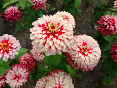 Photos of Universit&auml;t Osnabr&uuml;ck Botanical Garden
