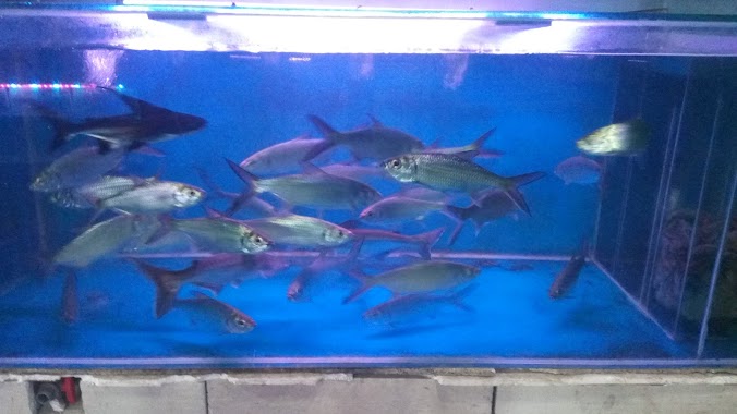 Rajawali Aquarium, Author: Iskandar Zulkarnaen