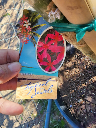 Flower of the Gods Nursery - Thumbnail
