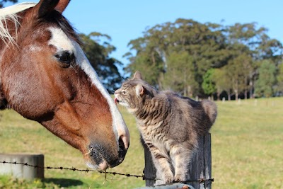 veterinary-care