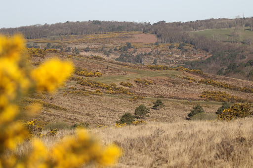 Camp Hill Clump - United Kingdom