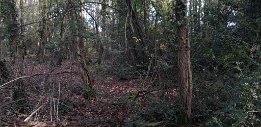 Bracken Woods