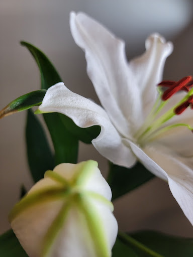 Romano Florist - Thumbnail
