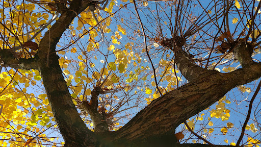 Giardino della Chiesa - Thumbnail