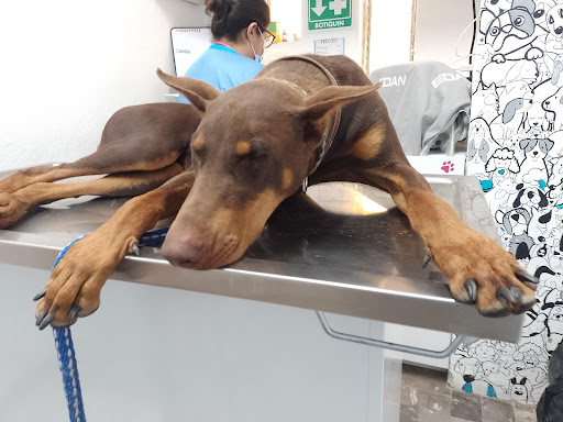 PETiT Clínica Veterinaria