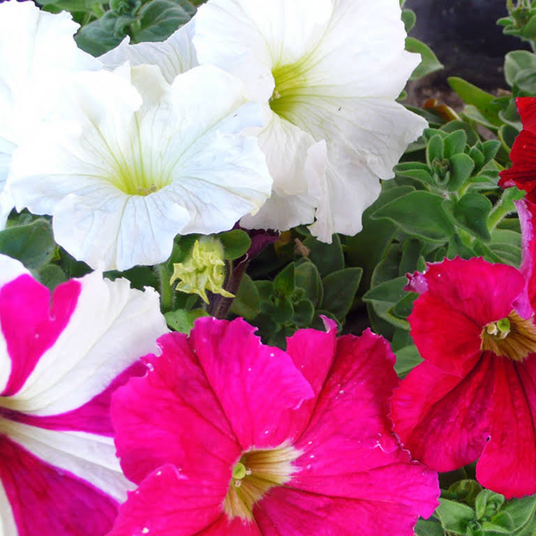 Jardineras y macetas  Jardinería TOT en U en Valencia