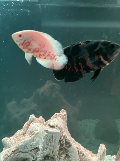 Bossfish specialty Cichlids