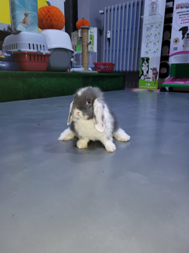 Il Mondo dei Cuccioli - Thumbnail