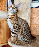 Chatterie de Galadhrim à Le Val