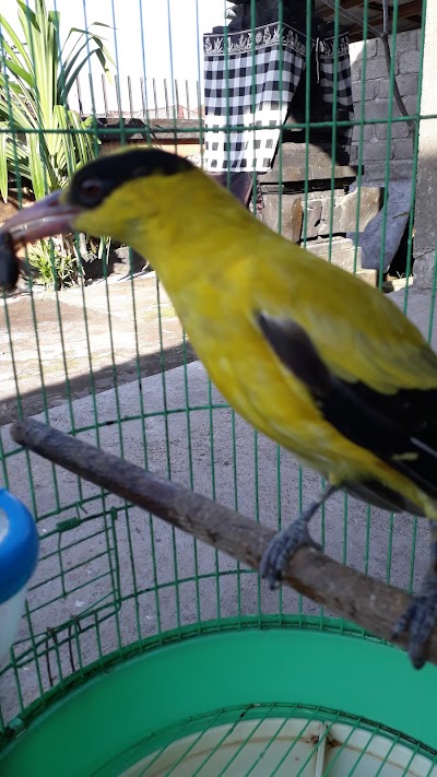 pet-store