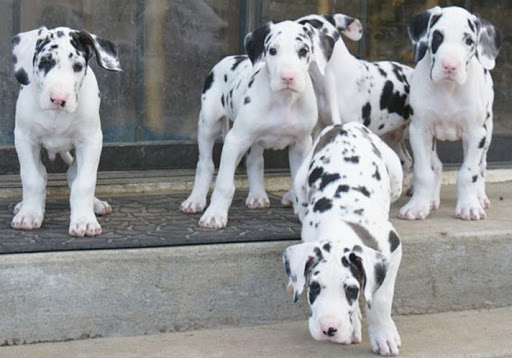 Great Dane puppies Logo