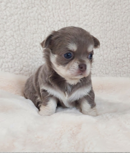 Les Chouchous De Delphine, Elevage famillial de chihuahua Logo
