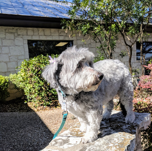 VCA Castle Hills Companion Animal Hospital - Thumbnail