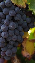 Photo n°8 de Beyond The Wine, Wine Tours Golfe de Saint-Tropez à La Croix-Valmer (Vignoble)