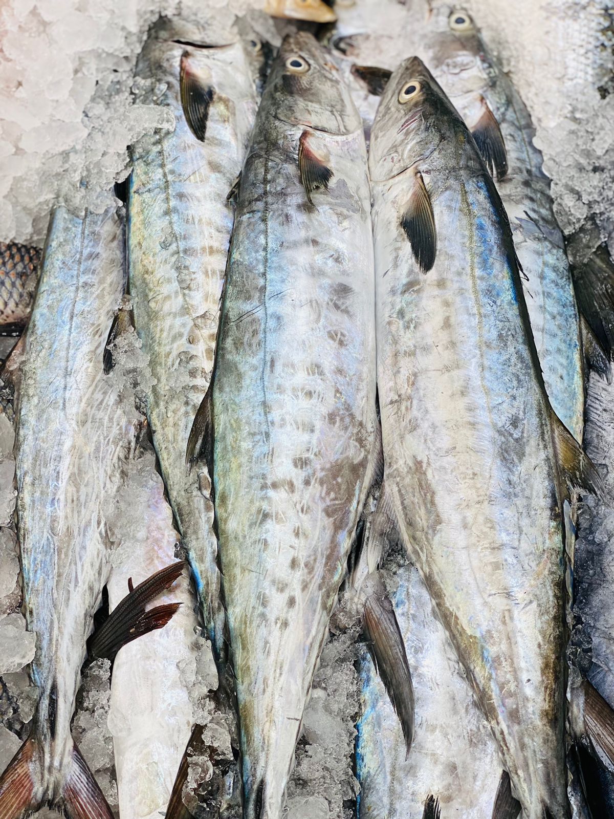 real fish and meat trading - صورة 2