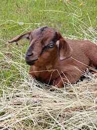 Photo n°23 de Il était une ferme à Saint-Georges-sur-Loire (Zoo)
