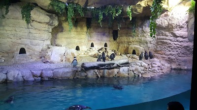 Photos of Dubai Aquarium & Underwater Zoo