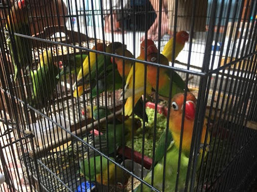 Pengepul Lovebird H. Sarip Madura, Author: Teddy Arie