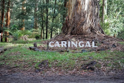 Photos of Caringal Scout Camp