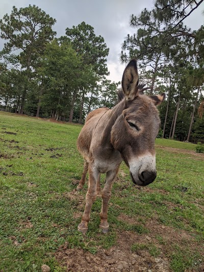 Big Sky Ranch/CATNIP Foundation