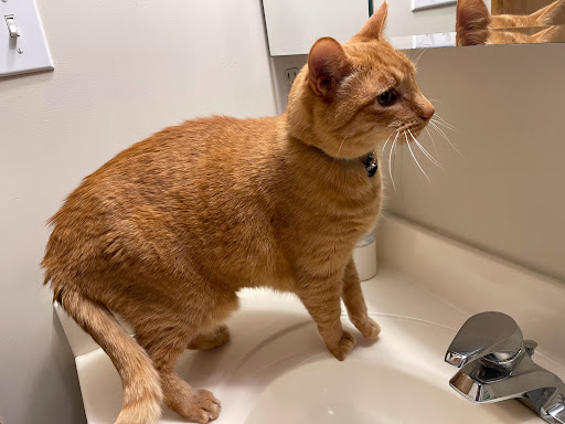 Home Pet Care Veterinary Housecalls - Thumbnail