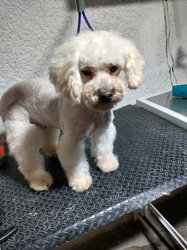 Estética canina slinky - Thumbnail