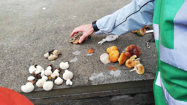 Comentarii opinii despre Skolen i virkeligheden