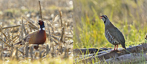 Photo n°1 de La Faisanderie du Cormier à Coudroy (Élevage de volailles)