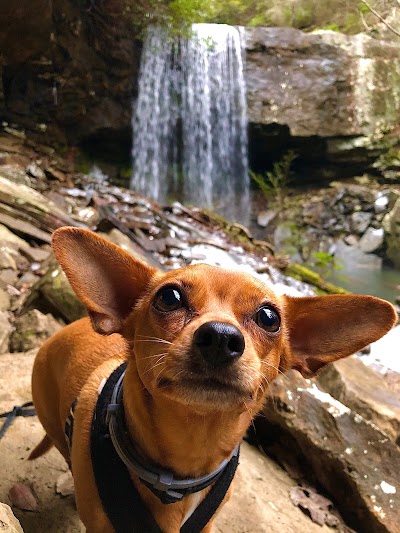 Collins Gulf at South Cumberland State Park