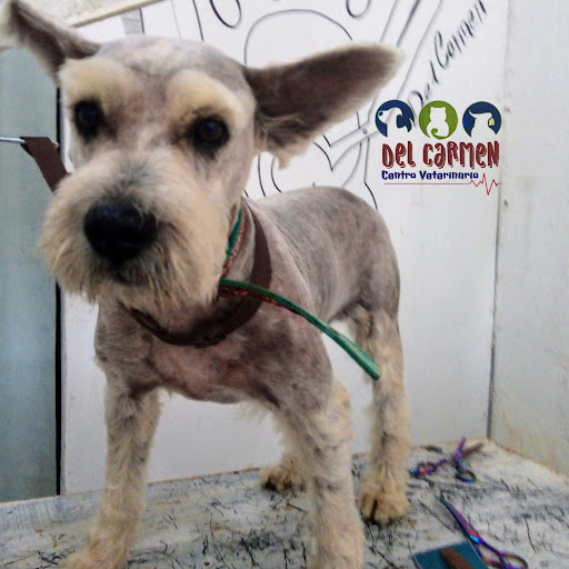 Veterinaria del Carmen