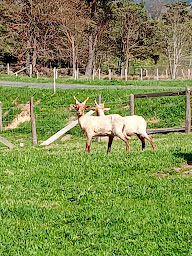 Photo n°13 de Aux 5 Gnomes à Saint-Anthème (Ferme à visiter)
