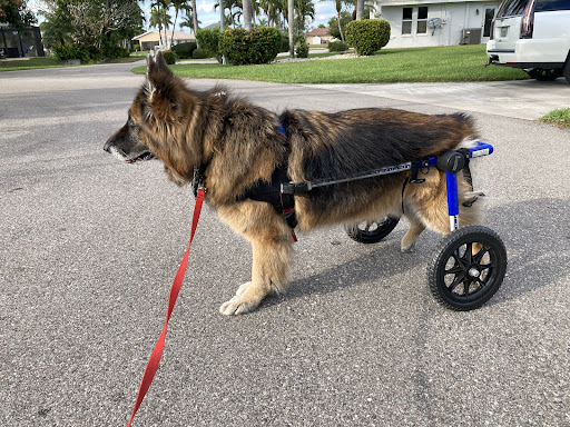 Walkin' Pets - Thumbnail