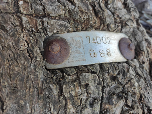 Oliveto monumentale di Serranova e olivo del crocifisso - Thumbnail