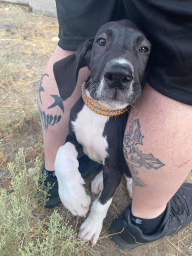 Phoenix Family Danes - Thumbnail