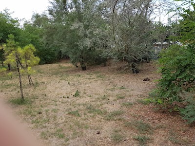 Photos of Safari