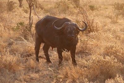 Photos of Lofty Tours & Safaris / Valentin Investment Co (Msa) Ltd.