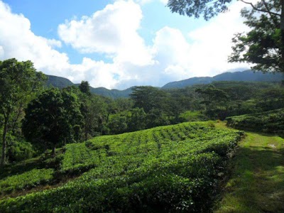 Photos of Katool Oya Farm Resort Holiday Bungalow