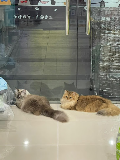 Bintang Pet Shop 宠物明星