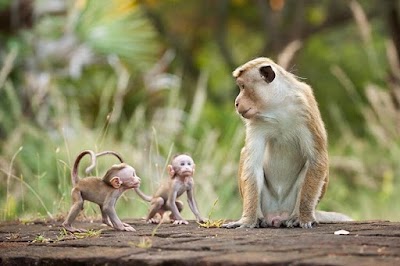 Photos of Darshana Tours - Private Driver Sri Lanka