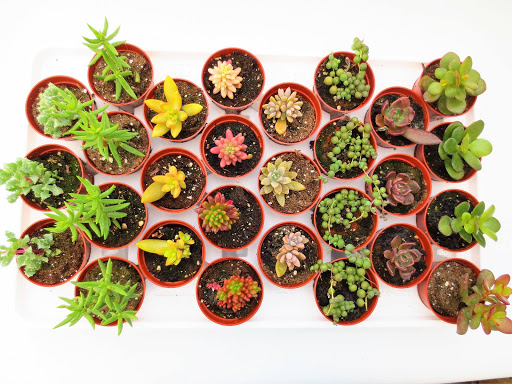Glenlea Greenhouses Gallery - Canada