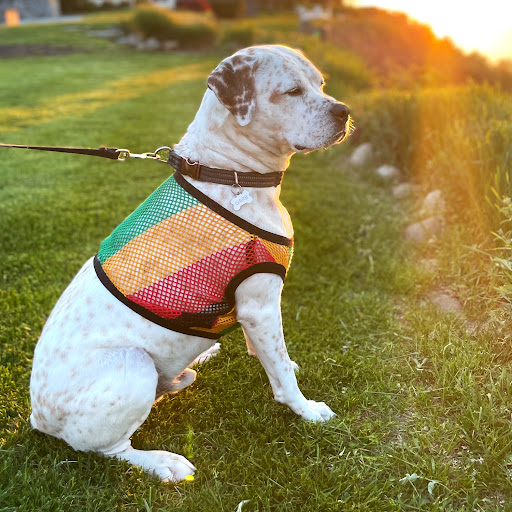 Paw Wear Dog Mesh - Thumbnail
