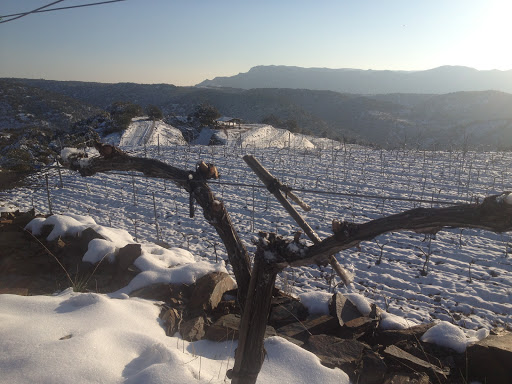 Celler Vega Aixalà - Thumbnail